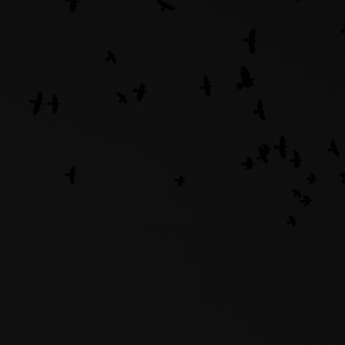 The Space Birds part two