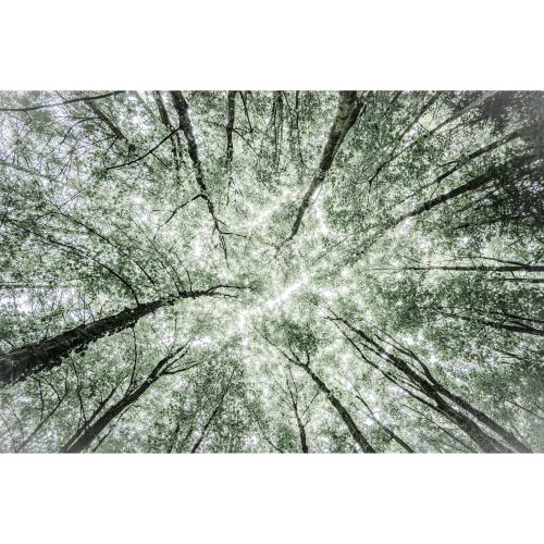 The Trees and Me